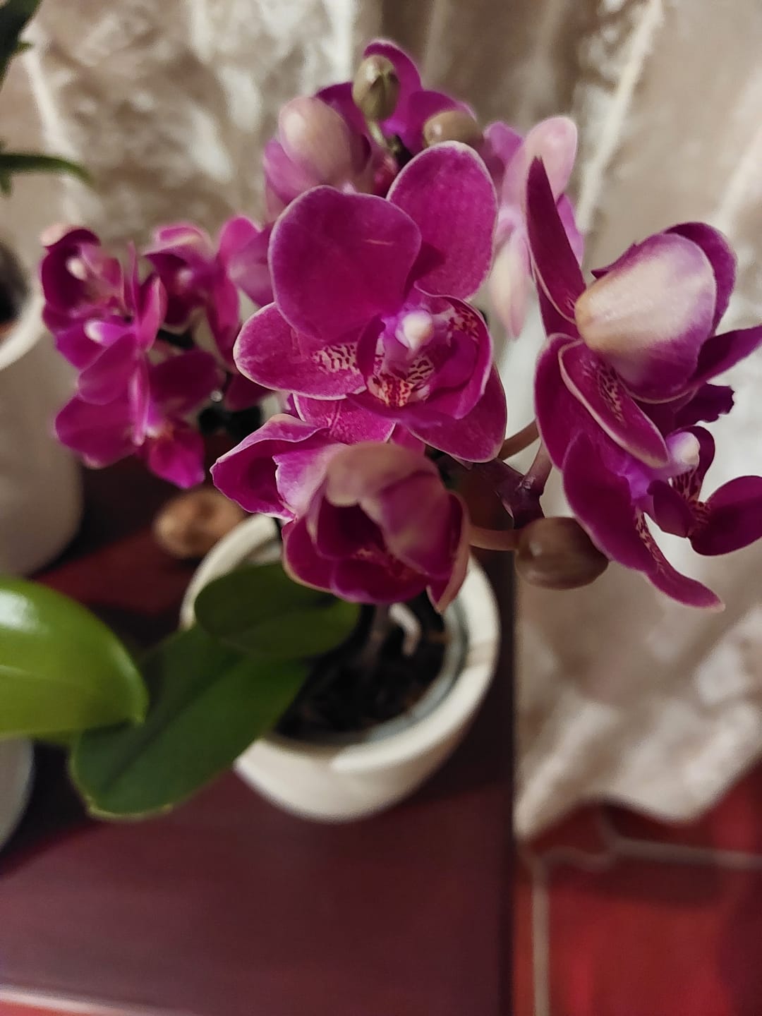 Customer photo review of Table Dance Chamonix mit weinroten Blüten und 2 Rispen