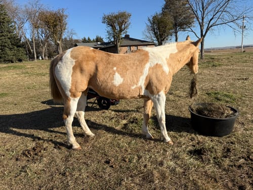 Customer's healthy paint horse standing in a field eating from a tub, featured in a review for Osteo-MAX.