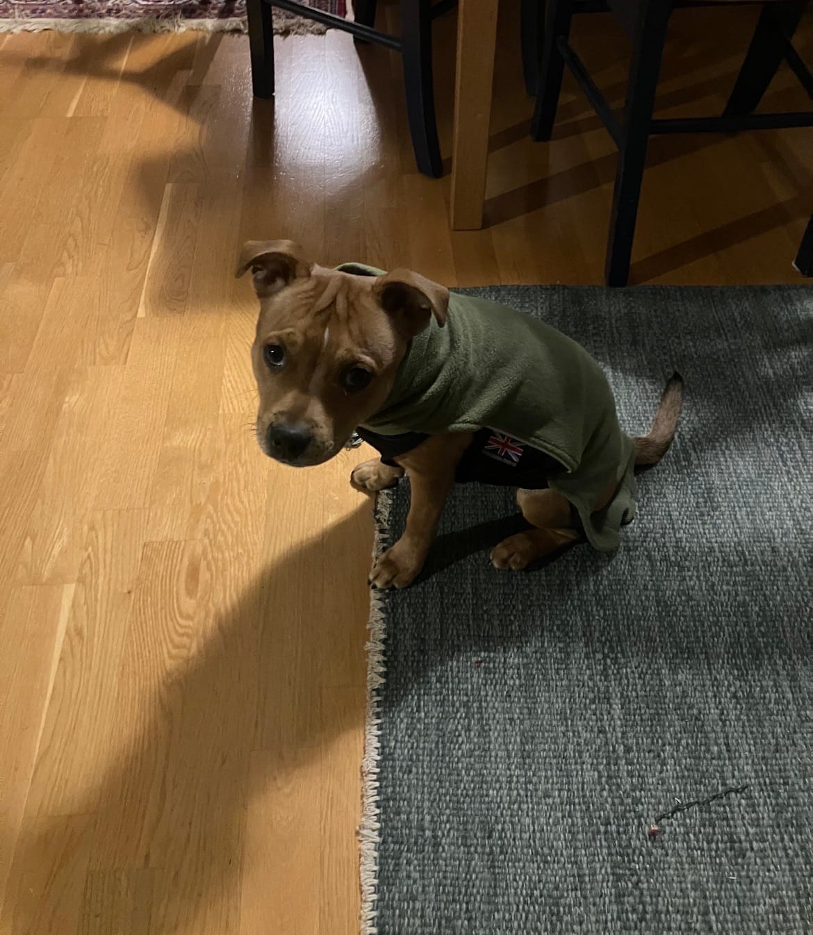 Customer photo review of Staffordshire Bull Terrier 1935® Fleece Coat - Green