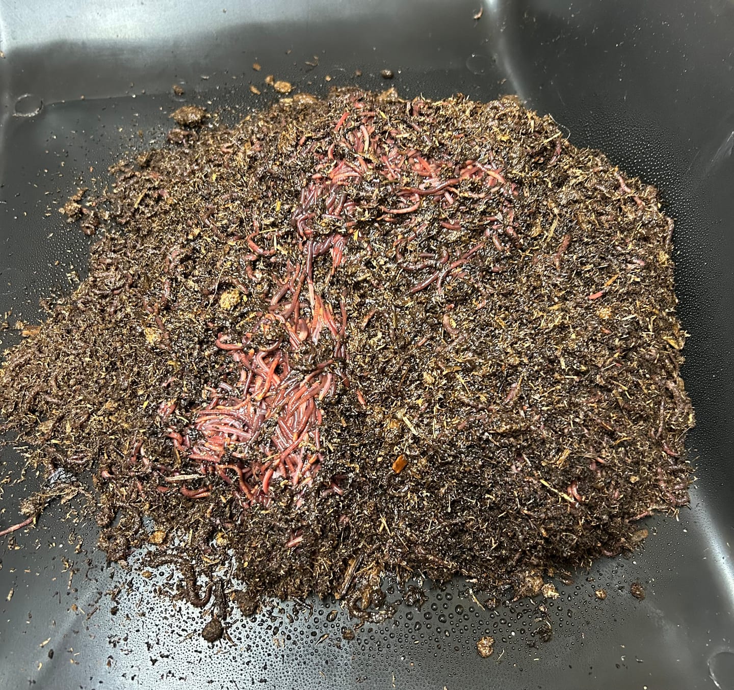 Customer photo review of Red Wigglers Composting Worms