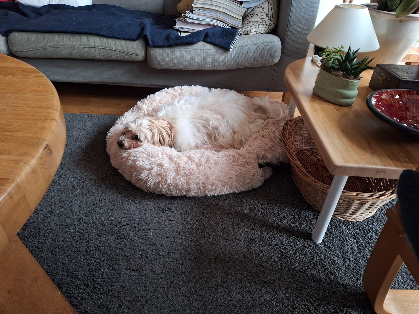 Customer photo review of Pet Perfect Fluffy Autostoel Hond (2-in-1) - Hondenmand Auto - Orthopedisch