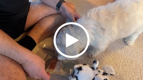Customer video review of Luksushund's Adventskalender: 4 gaver til din hund (luksusversion)