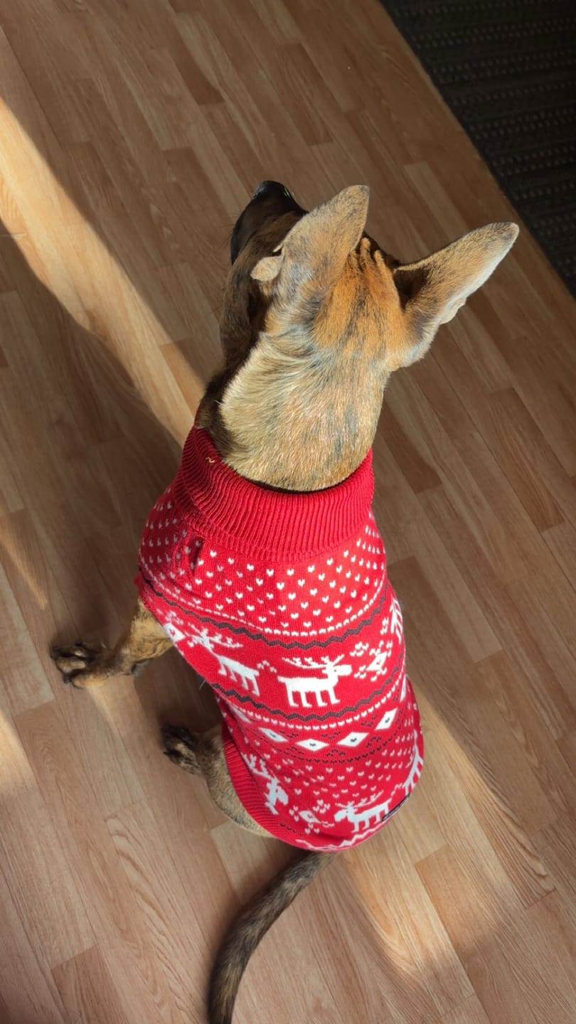 Customer photo review of Knit Christmas Dog Sweater - Dasher Red