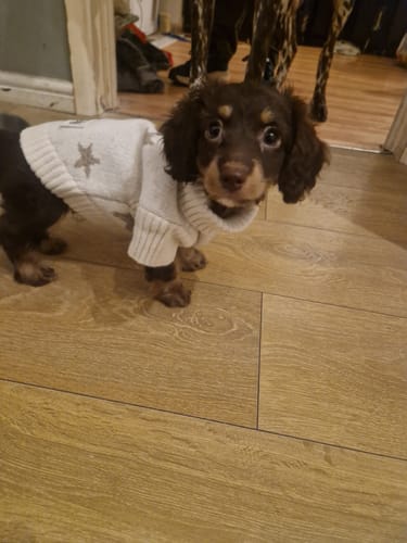 Customer photo review of Starry Nights | The Capsule Roll Neck Knit