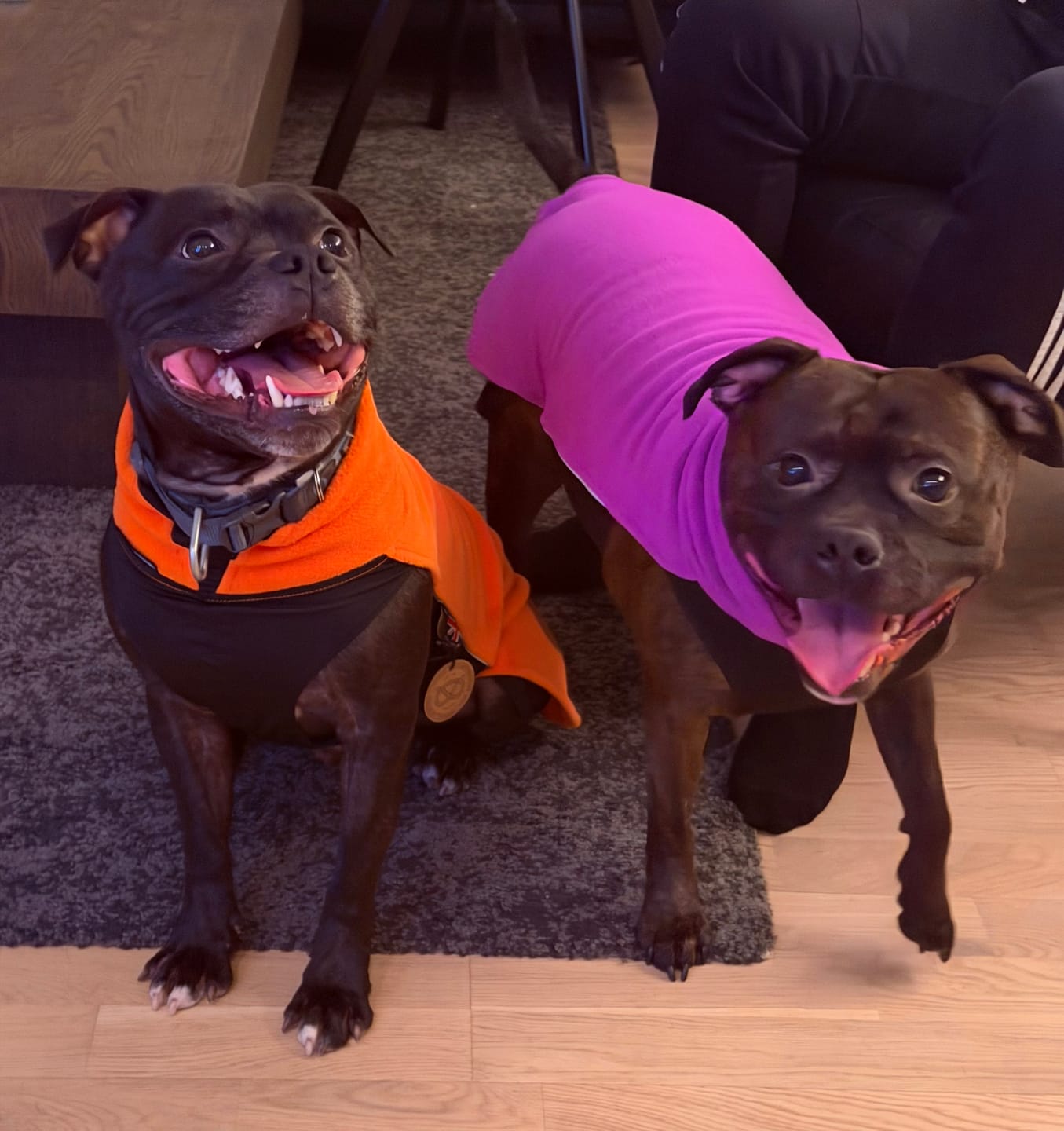 Customer photo review of Staffordshire Bull Terrier 1935® Fleece Coat - Purple