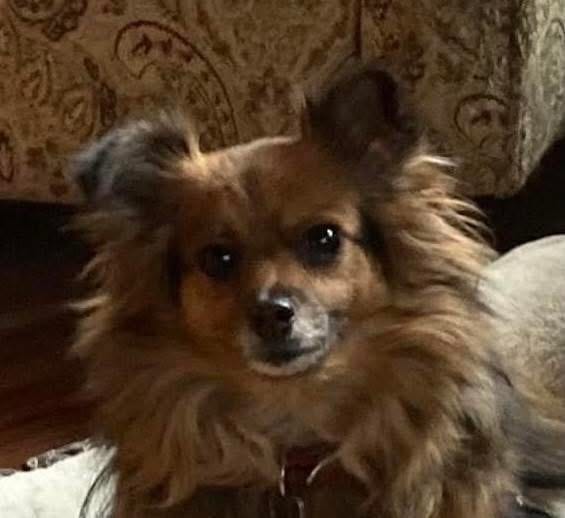 Customer photo review of Dog Allergy & Immune Support Remedy