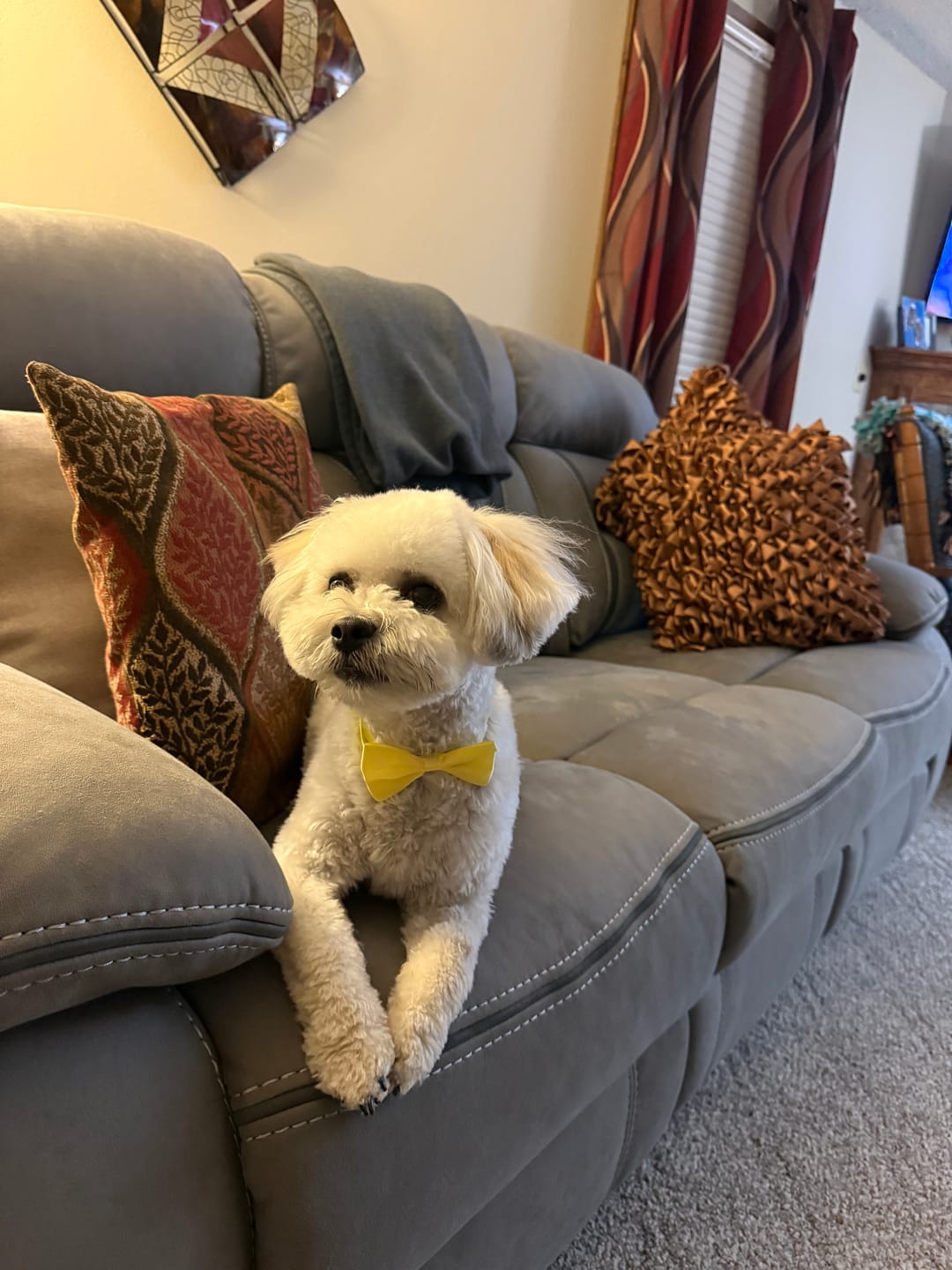 Customer photo review of Bully Sticks
