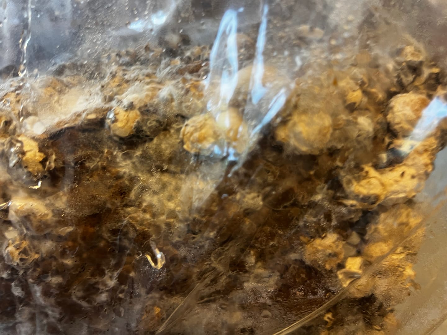 Customer photo review of Shiitake Mushroom Mini-Farm Grow Kit