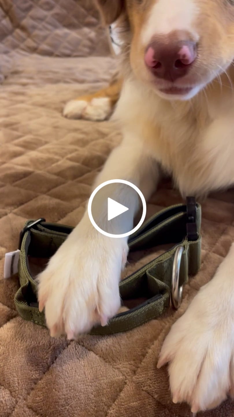 Customer video review of 4cm Combat® Collar | Handle & Rated Clip -  Khaki