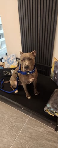 Customer photo review of 1.2m Mini Combat® Lead - Blue