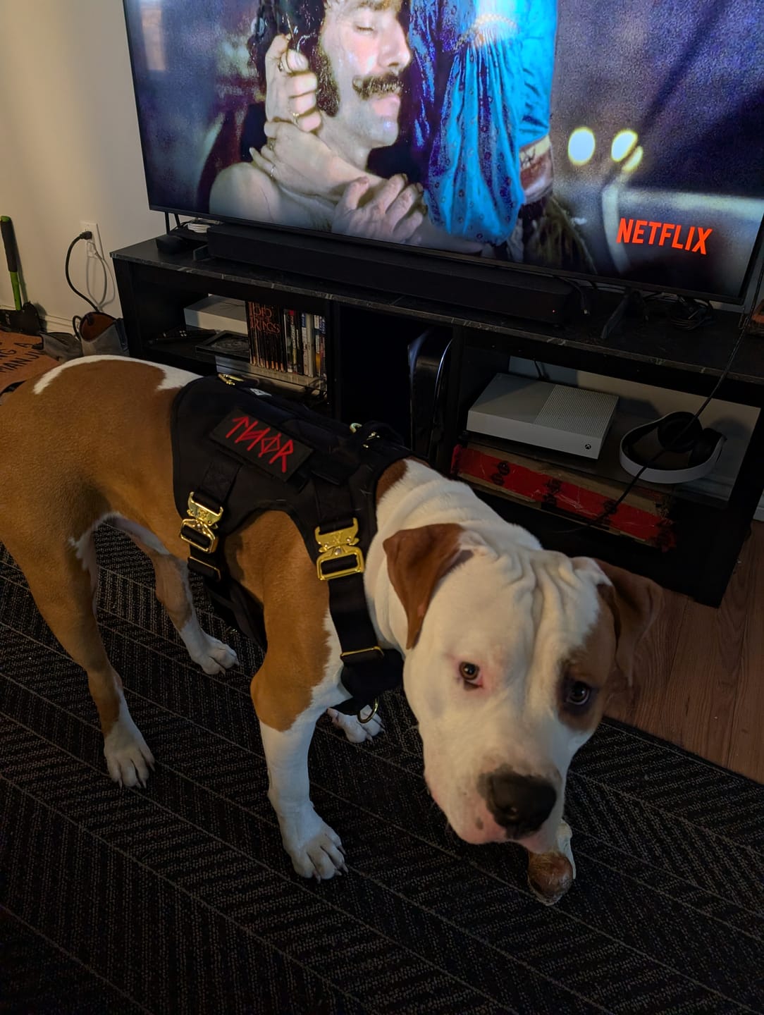 Customer photo review of HNTR 3.0 Dog Harness - Noir