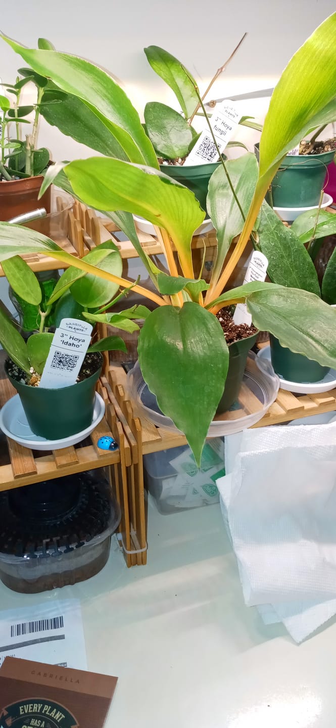 Customer photo review of Chlorophytum 'Fire Flash' 'Mandarin Orange'