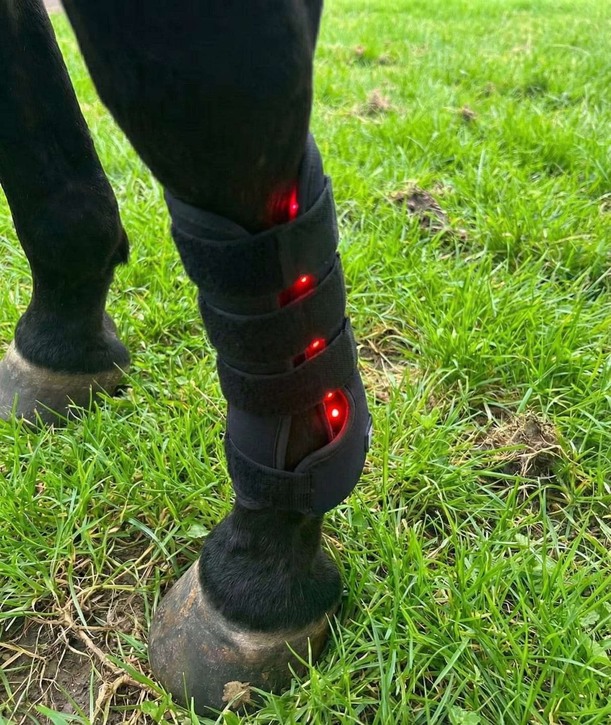 Customer photo review of HorseHalo™ HaloLegs