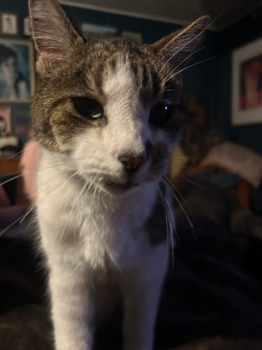 Customer photo review of 1 Month Supply – 2 Cat