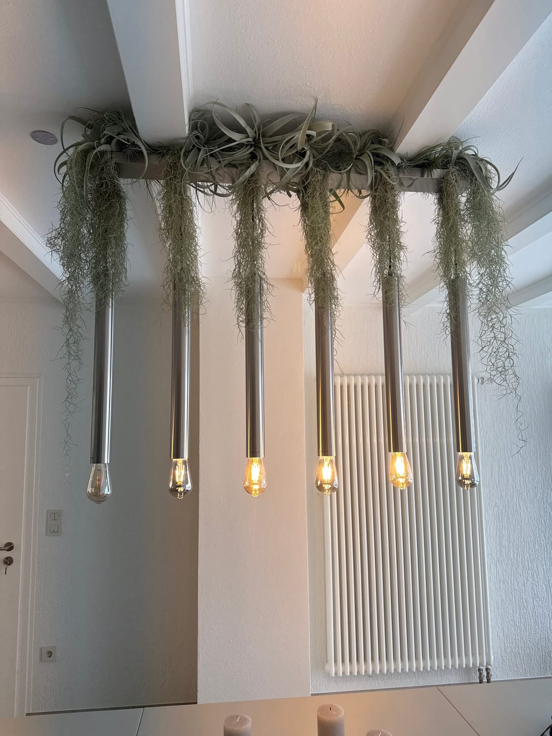 Customer photo review of Tillandsia xerographica