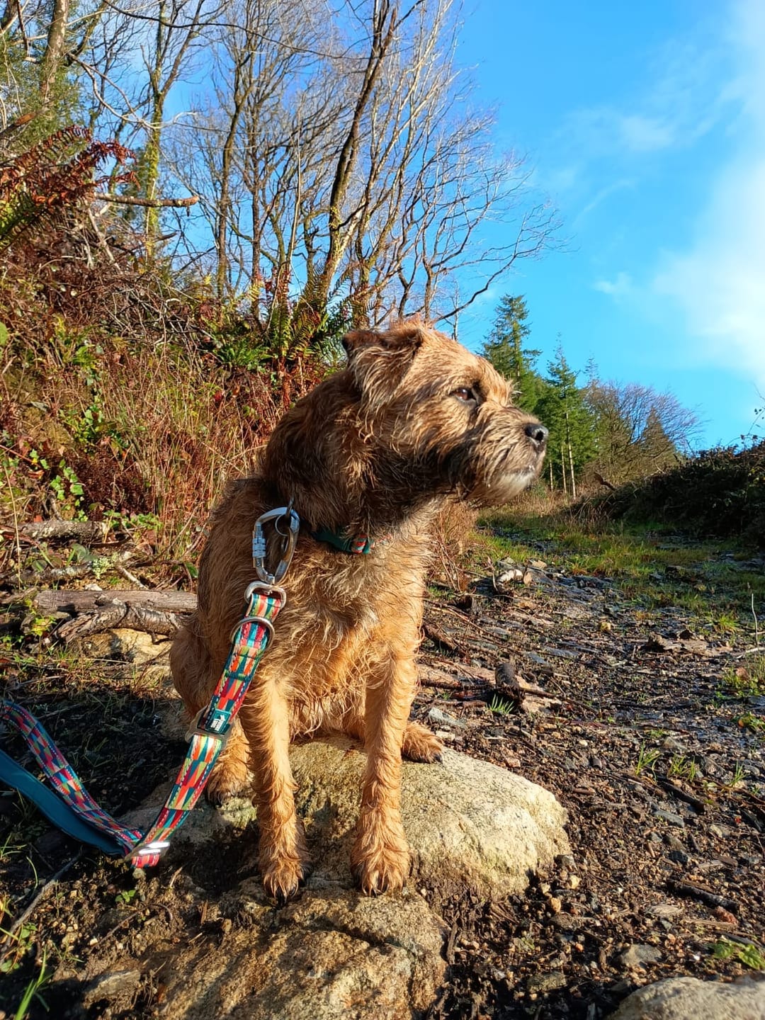 Customer photo review of Comfort Collar