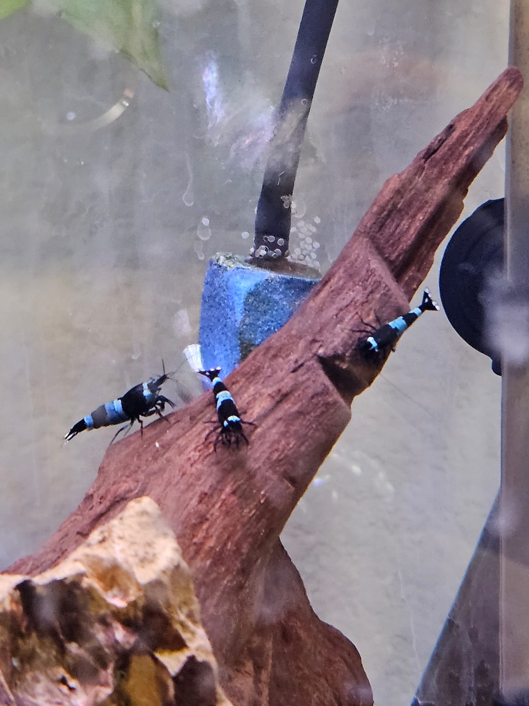 Customer photo review of Shadow Panda Shrimp