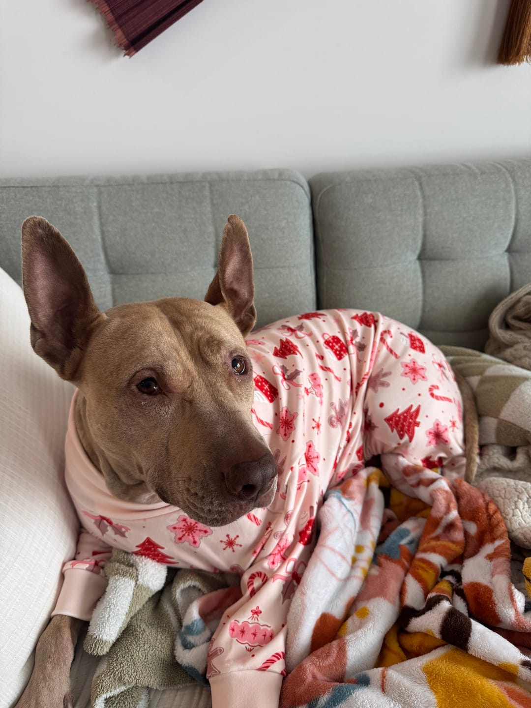 Customer photo review of Dog Christmas Pajama - Candy Cane