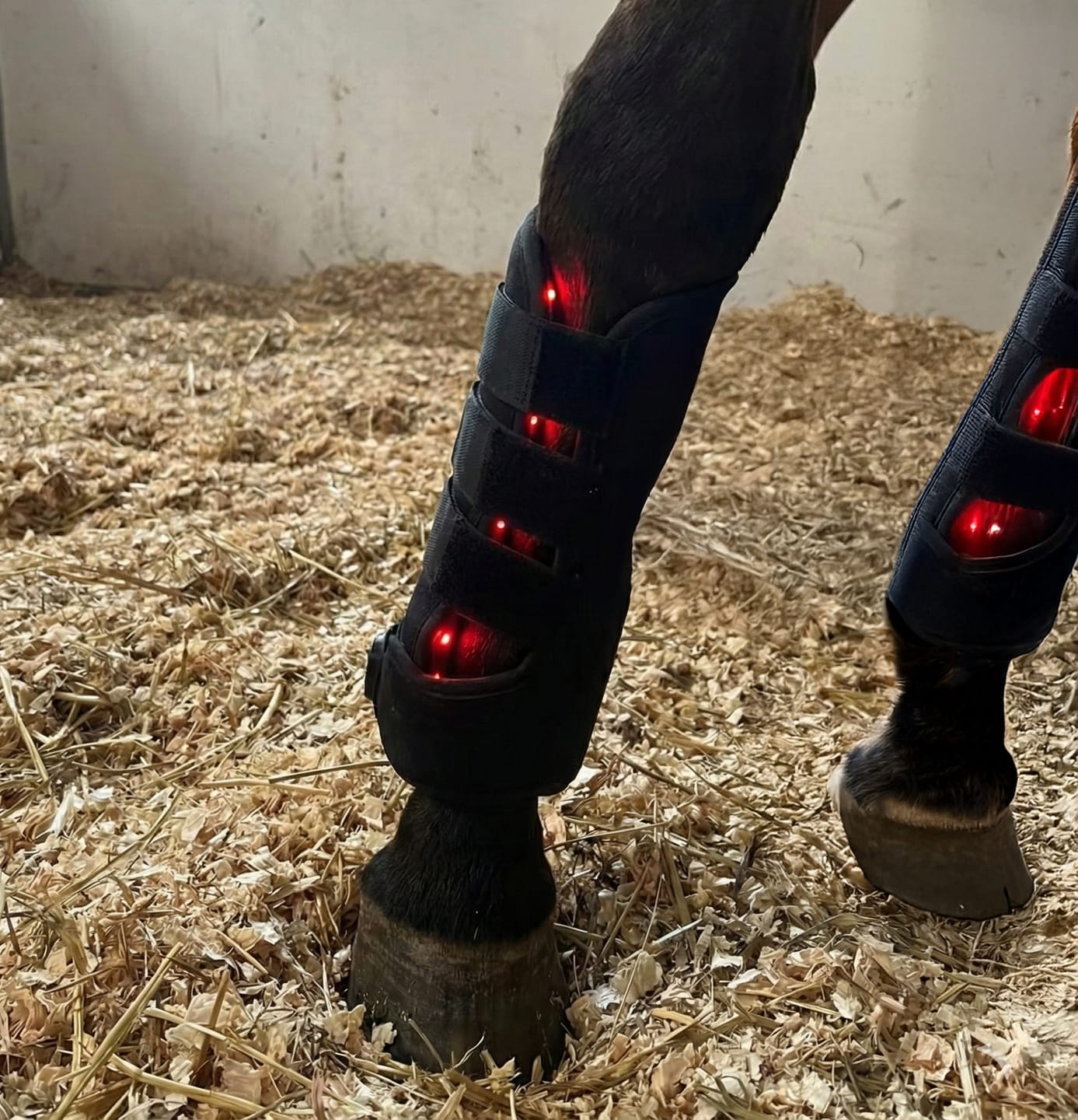 Customer photo review of HorseHalo™ HaloLegs