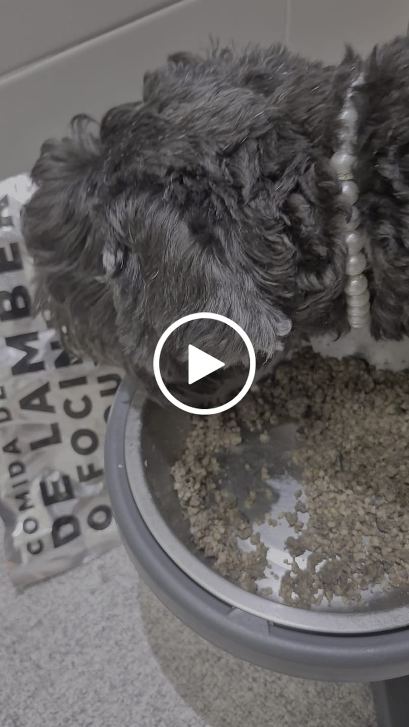 Customer video review of Weasy Food Sênior | Alimentação natural para cães