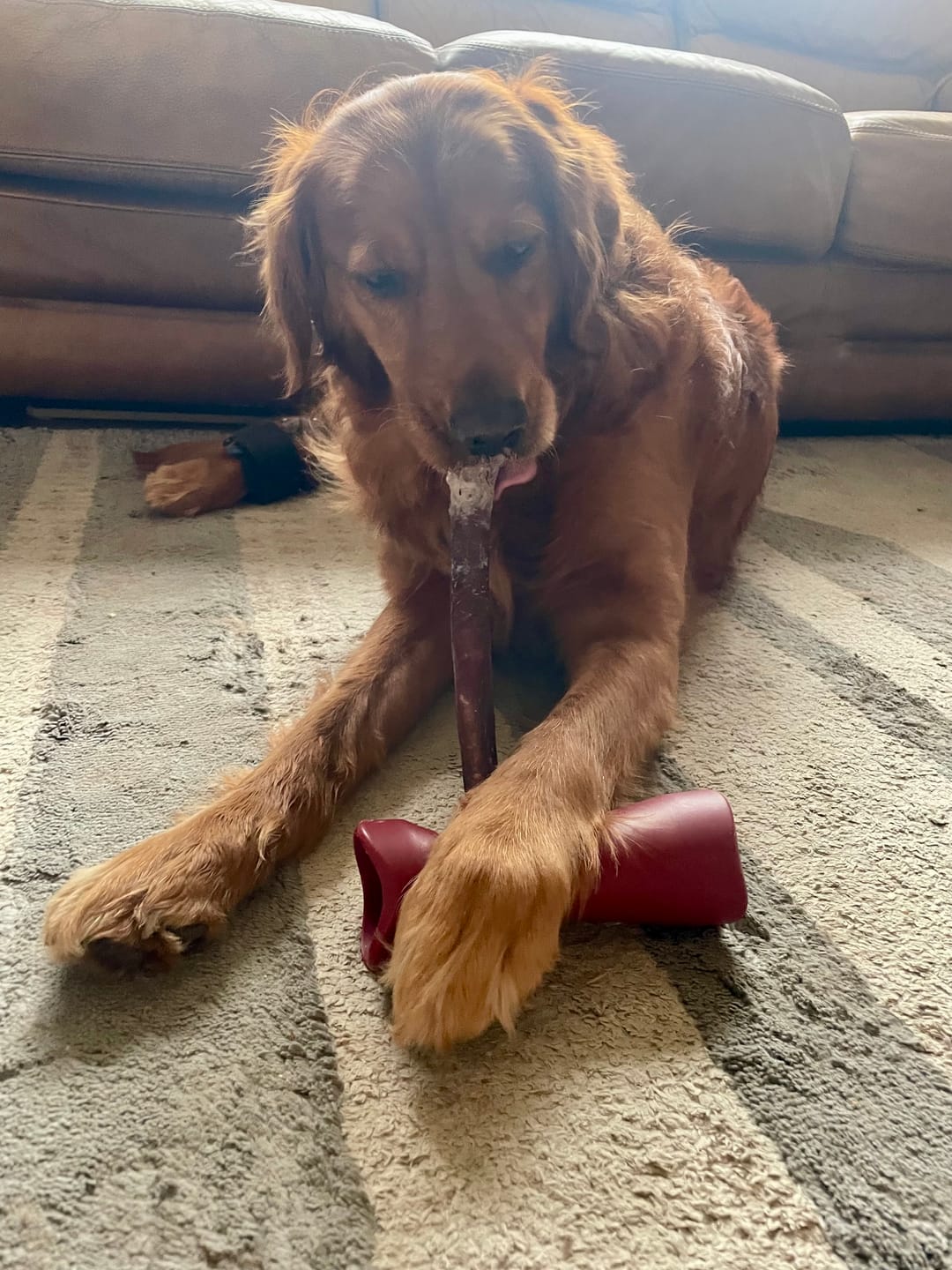 Customer photo review of 10-12 Inch Champion Chew