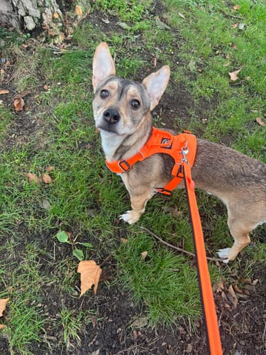 Customer photo review of Air Harness | Anti-Pull & With Handle - Orange