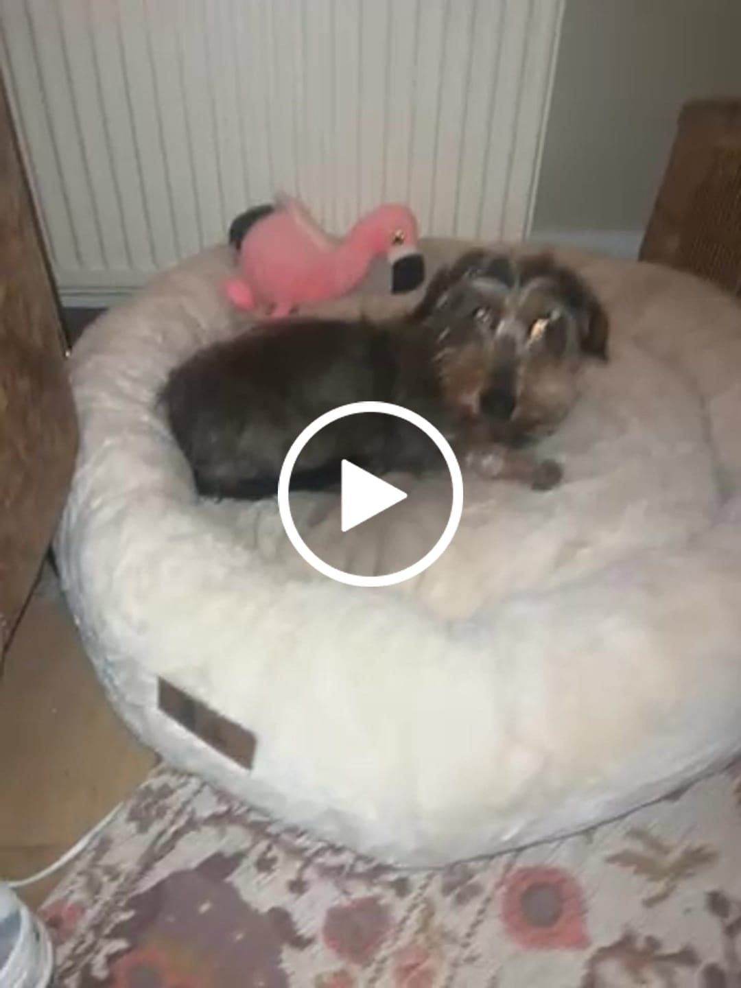 Customer video review of Pet Perfect Hoes (ZONDER VULLING) voor Orthopedische Donutmand - ZONDER VULLING