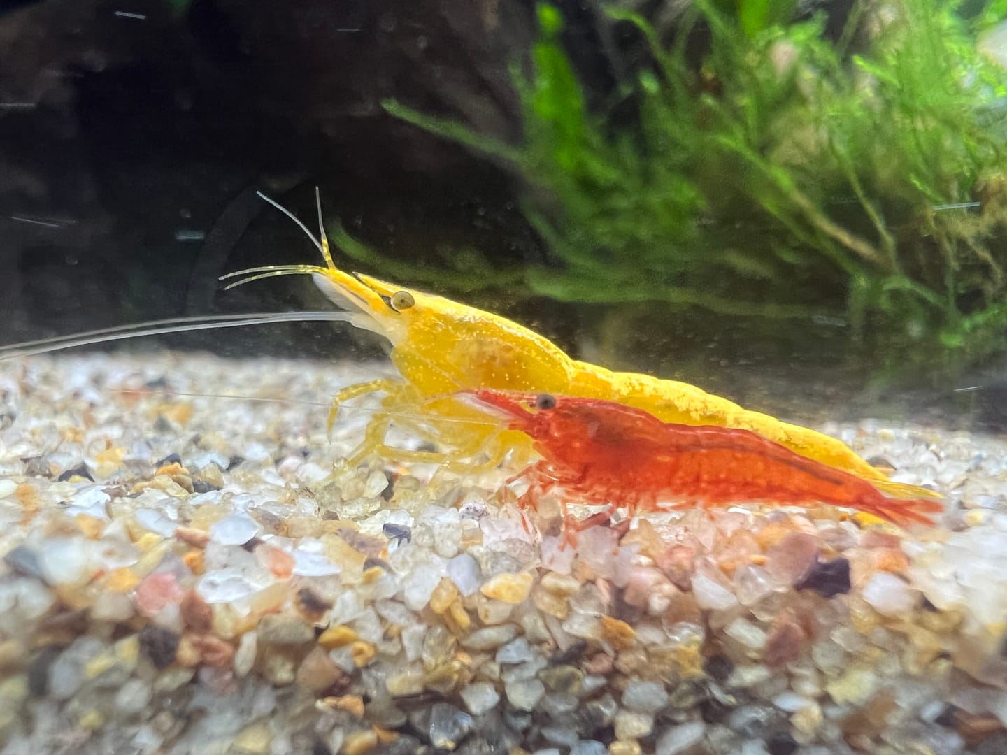 Customer photo review of Neon Yellow Shrimp "NEW"