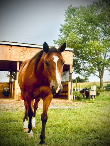 Customer's healthy brown horse, the subject of the Osteo-MAX review, walking in a green field.