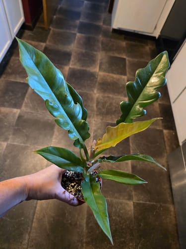Customer holding a full, healthy Philodendron 'Jungle Boogie' plant with its distinctive long, serrated leaves.