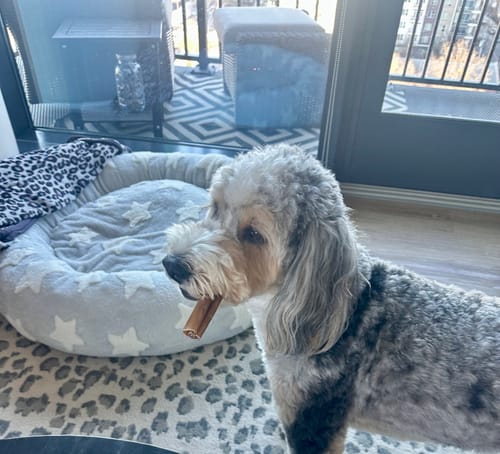 Customer's fluffy gray dog stands indoors holding a 6-Inch Beef Collagen Stick in its mouth.