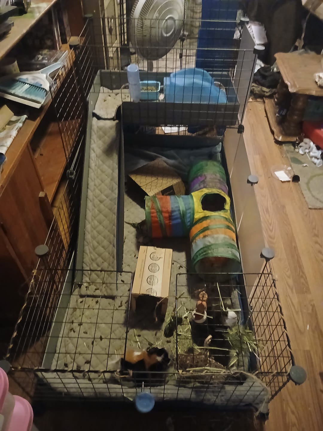 Customer photo review of GuineaDad Piggy Condo Guinea Pig Cage with Balcony & Ramp (C&C)