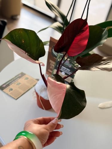 Customer holding a leaf of their Philodendron Pink Princess, showing its bright pink and dark green variegation.