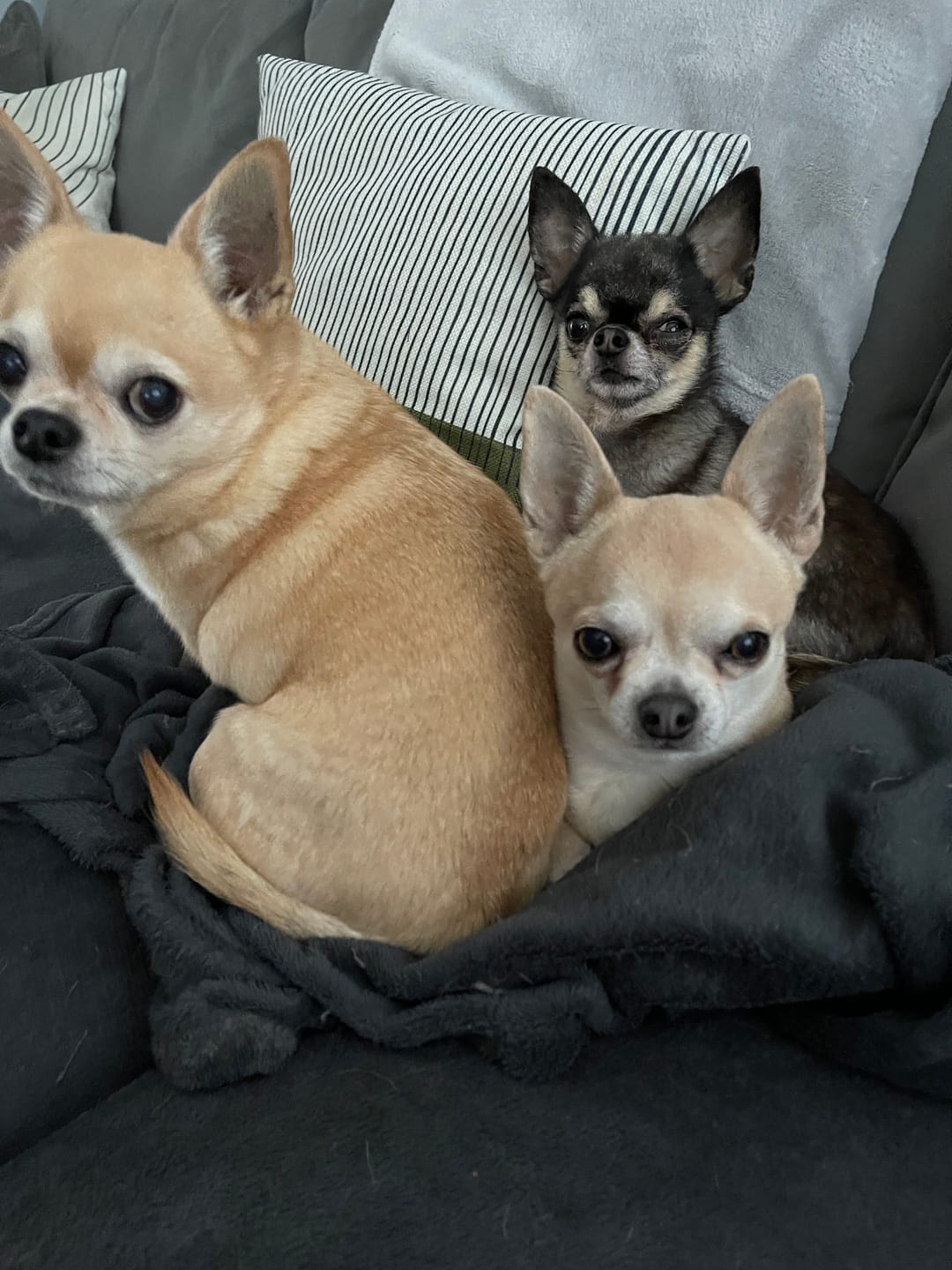 Customer photo review of McAdams British Free Range Chicken & Scottish Salmon Small Breeds Dog Food