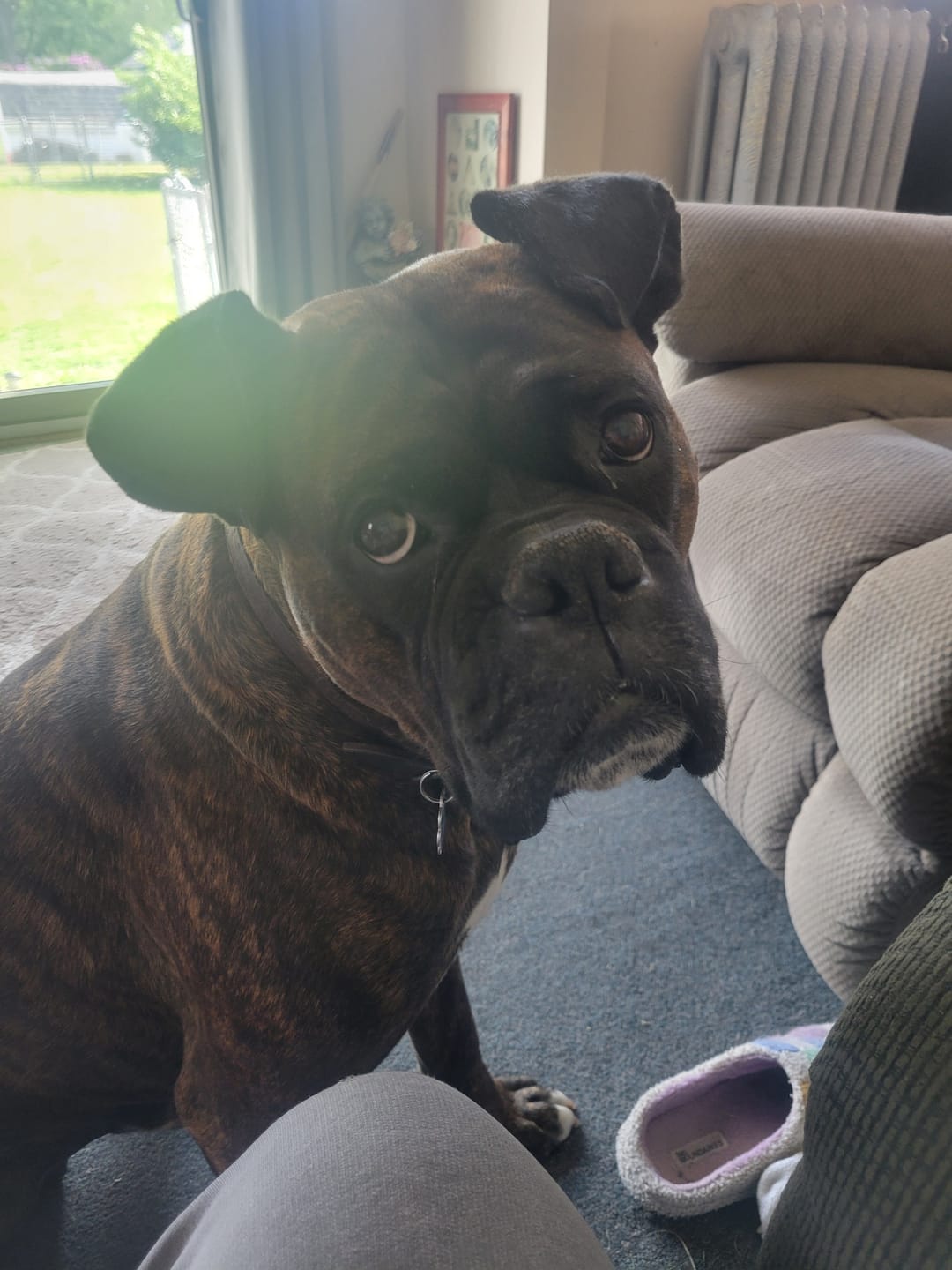 Customer photo review of Chicken Feet for Dogs