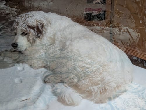 Customer photo review of Ultimate Turmeric Gummies With Ginger Root & Black Pepper