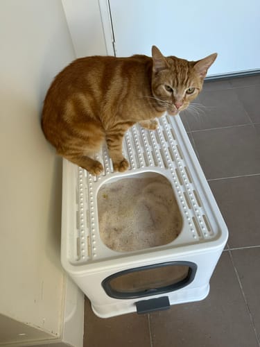 Customer photo review of 3 Month Supply - 1 Cat