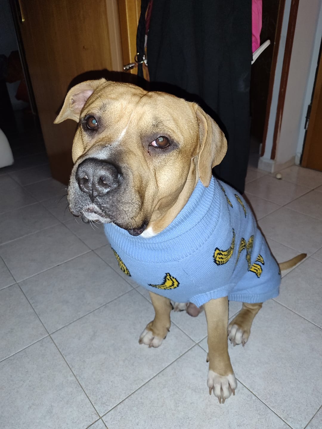 Customer photo review of Banana Knit Dog Sweater