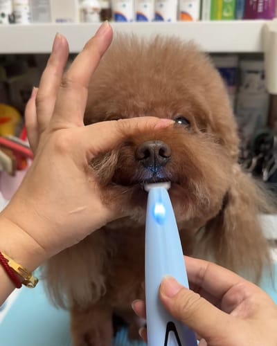 Customer photo review of WPJP ルミパウクリッパー