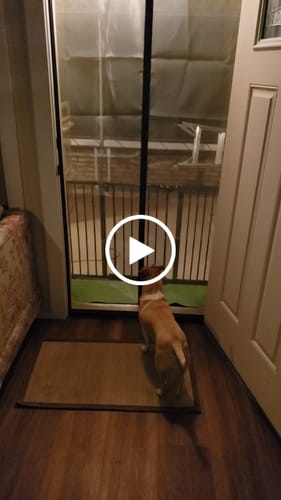 Customer video review of Best Magnetic Screen Door（Regular Size）