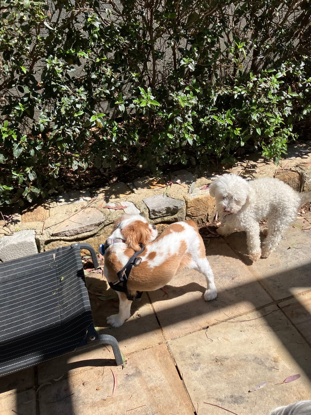Customer photo review of Bugsy's Air-Dried Chicken