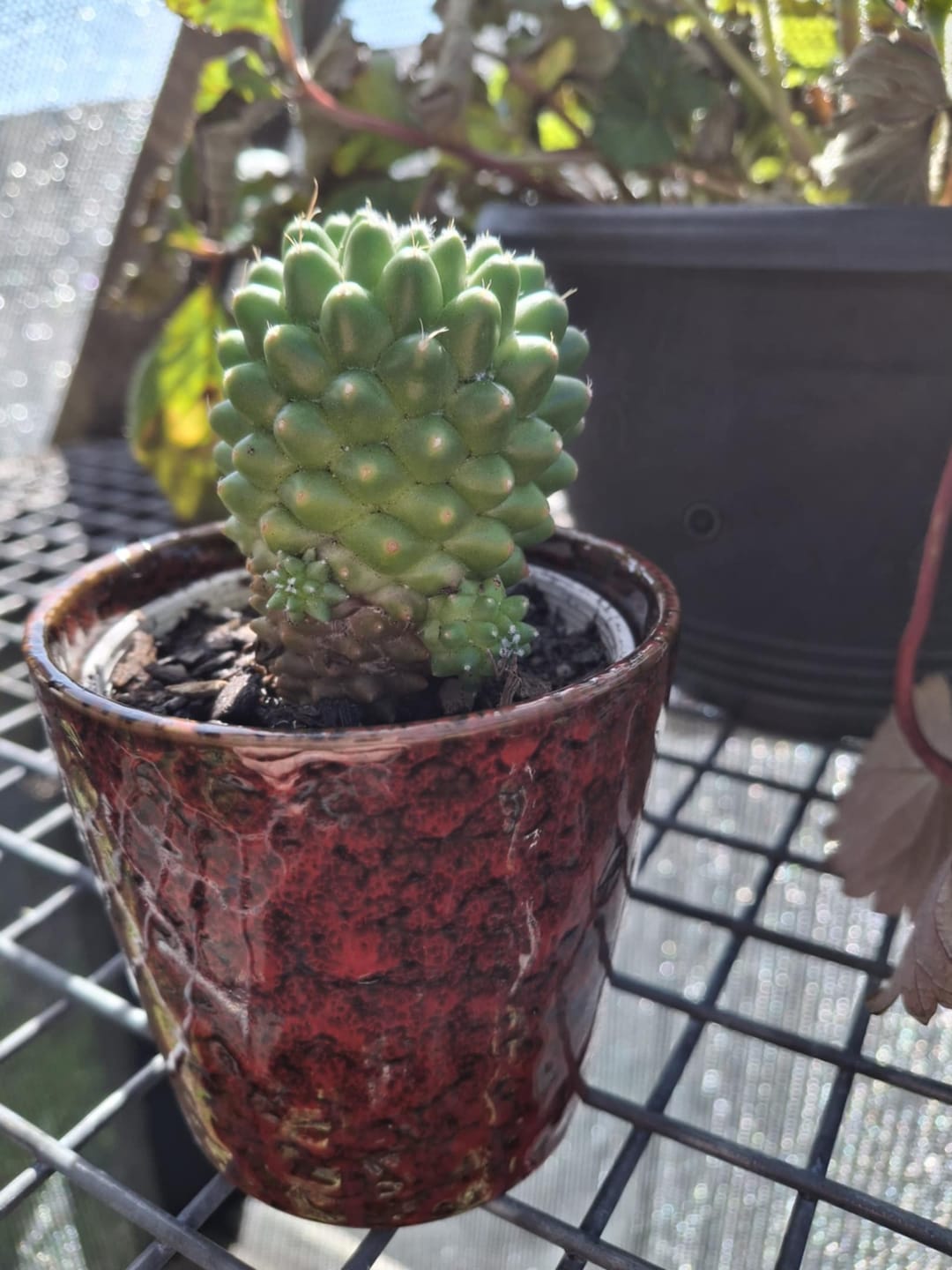 Customer photo review of Mammillaria Pico 'Dalek'