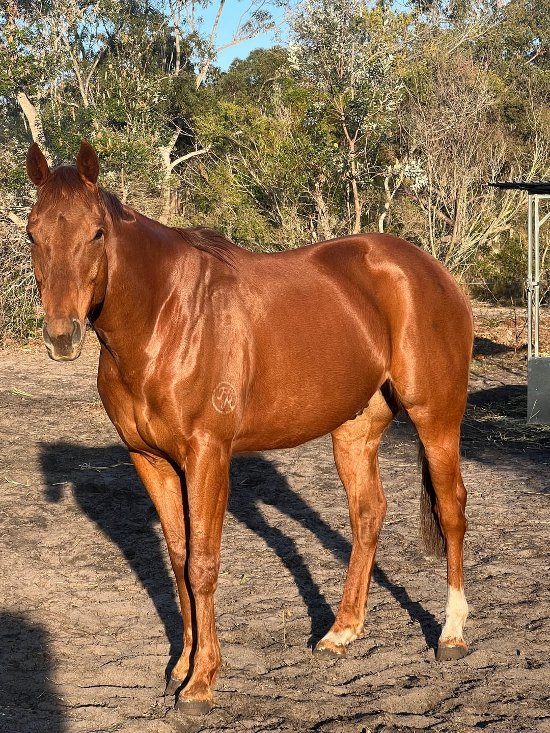 Customer photo review of Digestive EQ