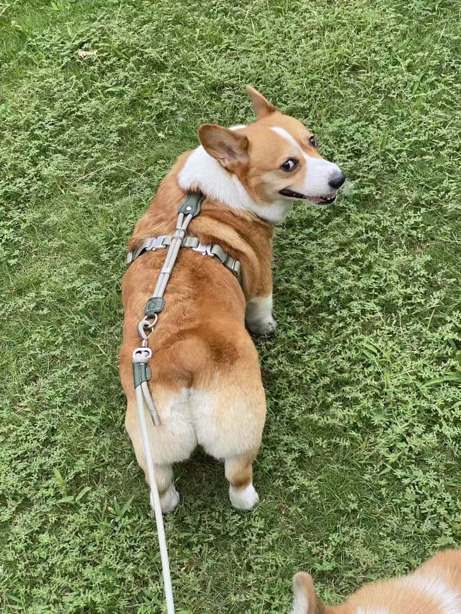 Customer photo review of H-Style Leather & Round Rope Adjustable Dog Harness – Harness only or Harness & Leash Set