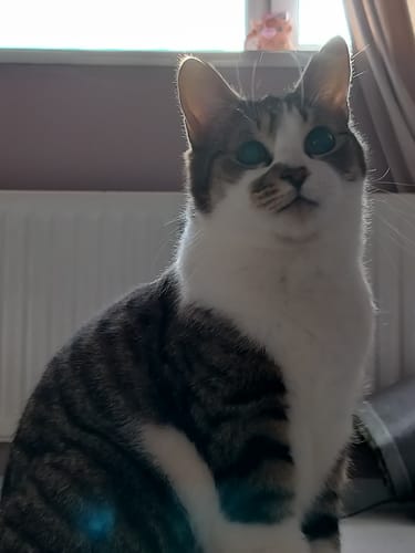 Customer photo review of 1 Month Supply – 2 Cat