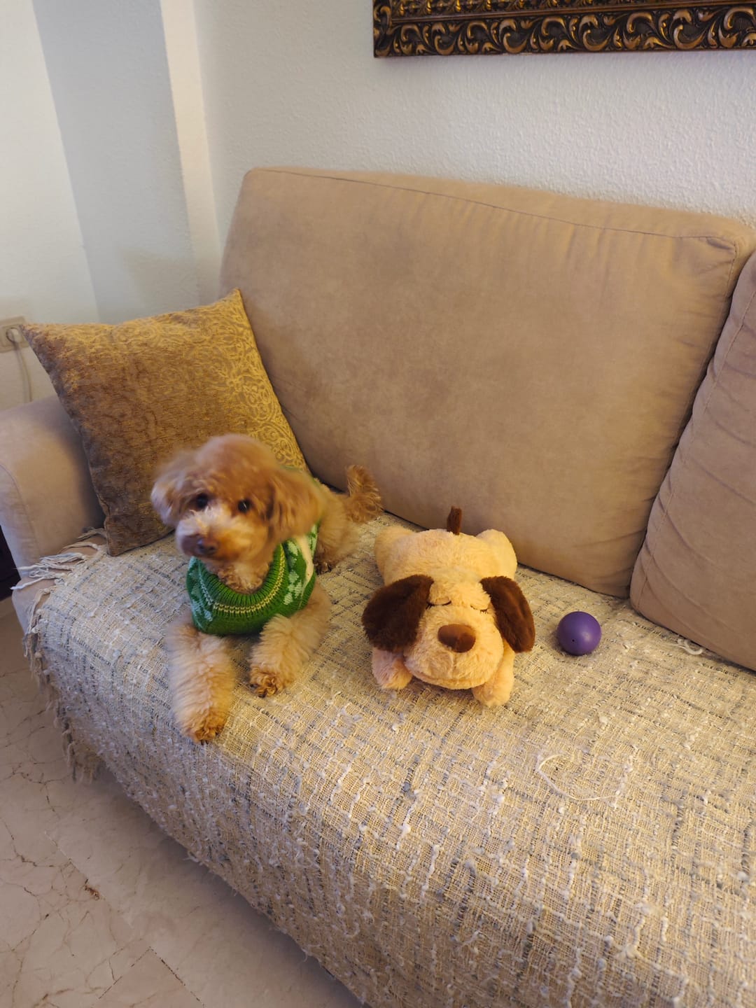Customer photo review of Peluche Antiestrés para Mascotas