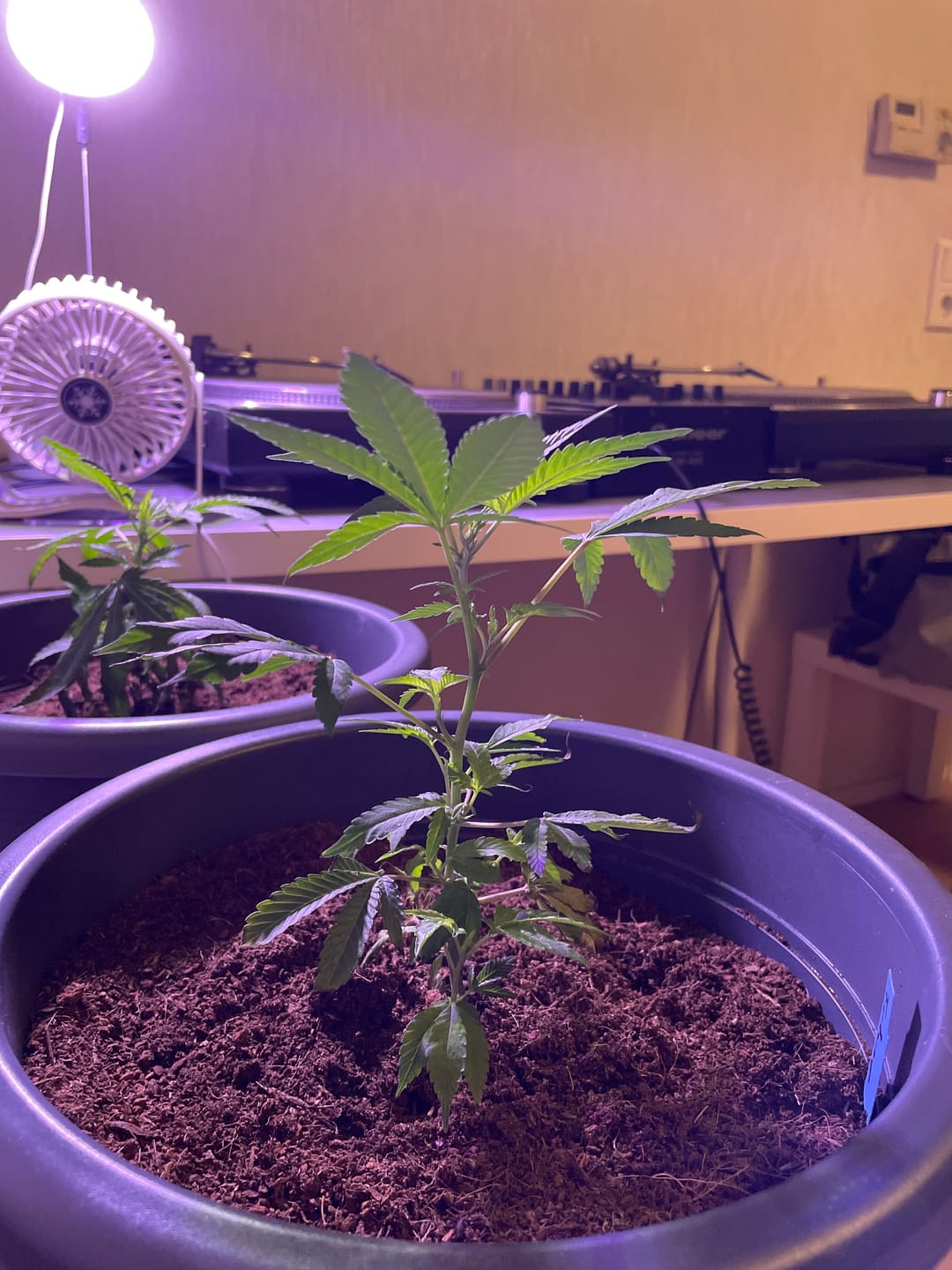 Customer photo review of Hanfstecklinge | Future Island