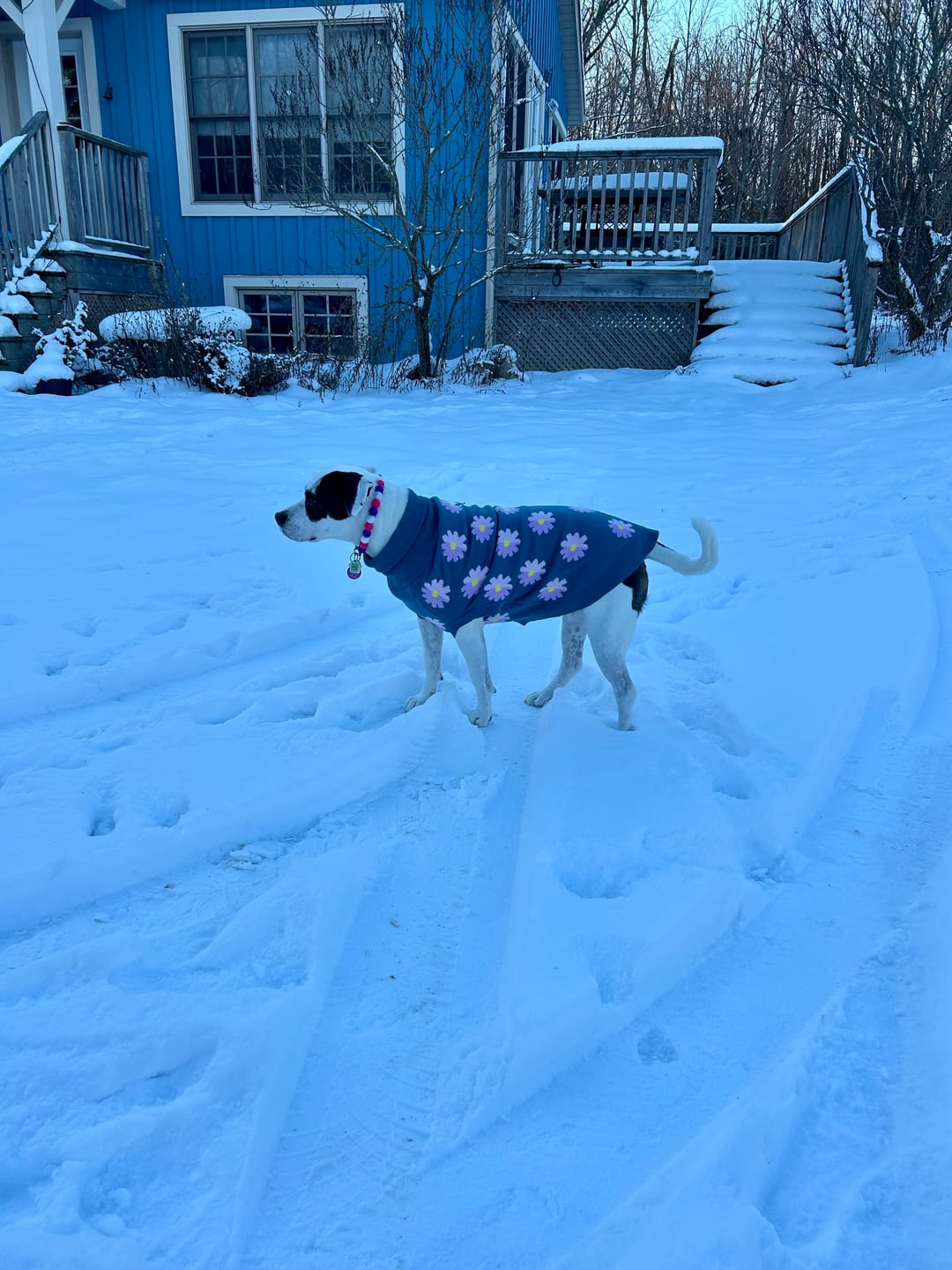 Customer photo review of Flower Knit Dog Sweater