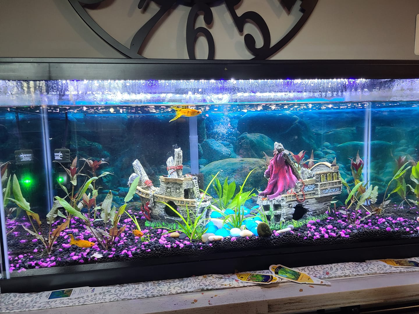 Customer photo review of Cryptocoryne Wendtii RED 'Mi Oya'