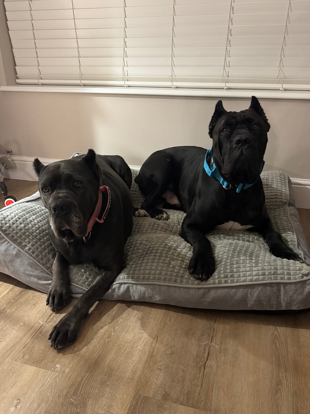 Customer photo review of 5cm Combat® Collar | With Handle & Secure Clip - Light Blue